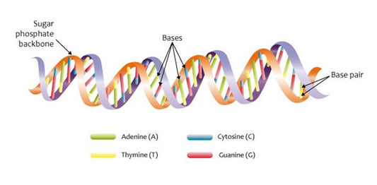 Genetic Screening Breakthroughs: Understanding the Latest in DNA Testing